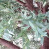 Artificial Green Olive Branch | Interchangeable Branch for ModTree™ Collection Trees