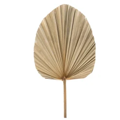 Decostar™ Dried Fan Palm Leaf - 19"