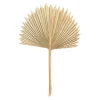 Decostar™ Dried Sun Palm Leaf - 14"