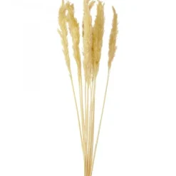 Decostar™ Natural Boho Dried Pampas Grass Plumes - 24" 10pc/bag - Natural