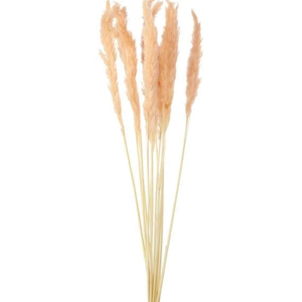 Decostar™ Natural Boho Dried Pampas Grass Plumes - 24" 10pc/bag - Blush