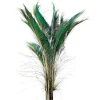 DecoStar™ Package of 10 Peacock Sword Feathers