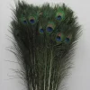 Decostar™ Peacock Feather 35"-39" - Pack of 100!