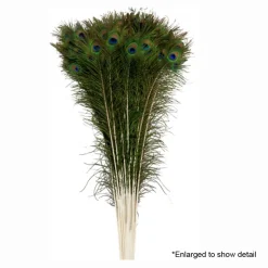 Decostar™ 30" Peacock Feather - 144 Pieces