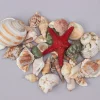 Decostar™ Seashells Assorted - 24 Bags