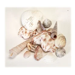 Decostar™ Seashells Assorted- 36 Bags
