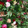 Deluxe Mixed Greenery w/ Maroon & Pink Florals - Curtain Style Floral Wall - Easy Install! Select Size