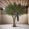 20ft Tall Realistic Giant Tree | Green Olive Tree | ModTree™ Flagship Collection