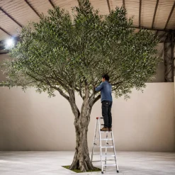 20ft Tall Realistic Giant Tree | Green Olive Tree | ModTree™ Flagship Collection