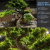 15ft Tall Realistic Giant Tree | Japanese Black Pine Tree | ModTree™ Flagship Collection