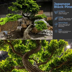 15ft Tall Realistic Giant Tree | Japanese Black Pine Tree | ModTree™ Flagship Collection
