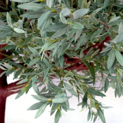 15ft Tall Realistic Giant Tree | Olive Leaf Tree | ModTree™ Flagship Collection