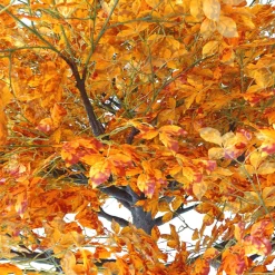HUGE LUXE 13ft Fake Fall Autumn Leaf Tree - 150 Interchangeable Branches! | ModTree™ Collection