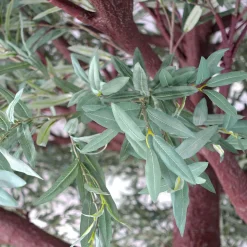 HUGE LUXE 13ft Fake Olive Leaf Tree - 150 Interchangeable Branches! | ModTree™ Collection