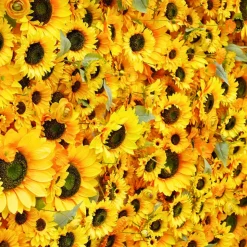 Luxe 5D Yellow Sunflower Floral Wall - Roll Up Curtain Style - Easy Install! Select Size