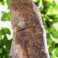 PAIR of 11ft Artificial Fig Leaf Tree, 27 Interchangeable Branches | ModTree™ Collection