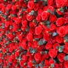 Red Rose Floral Wall - Curtain Style - Easy Install! Select Size